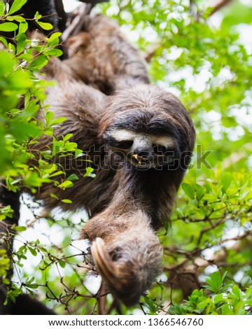 A Closeup Image Of A Brown Sloth Eating And Hanging From A Tree With Green Leaves In The Background