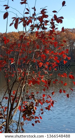 Fall tree on a pond