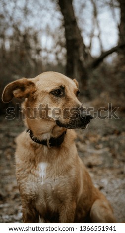 Dogs outdoor photography