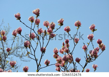 Group of pink magnolia flowers on branches in a tree towards clear blue sky in a garden in a sunny spring day, floral background