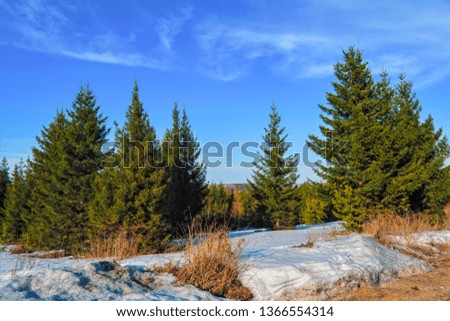 Spring forest landscape on a sunny day
