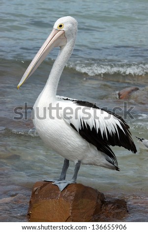 Australian Pelicans, Kangaroo Island, South Australia