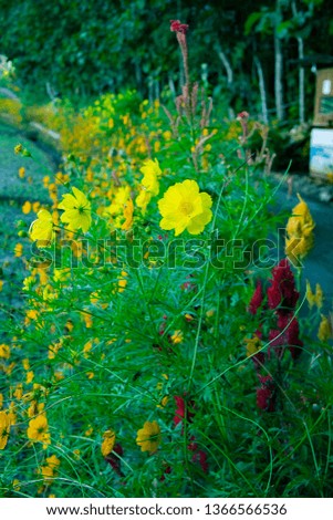 yellow Sulfur cosmos flowers in the garden