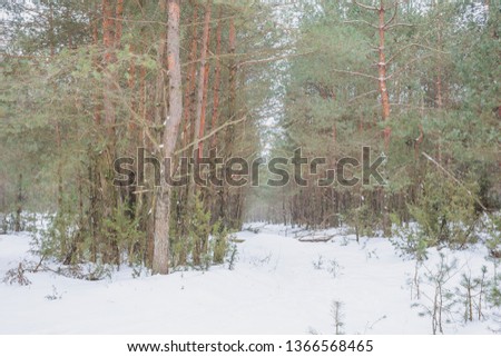 The end of winter. February month. Pine forest.Nature in the vicinity of Pruzhany, Brest region, Belarus.