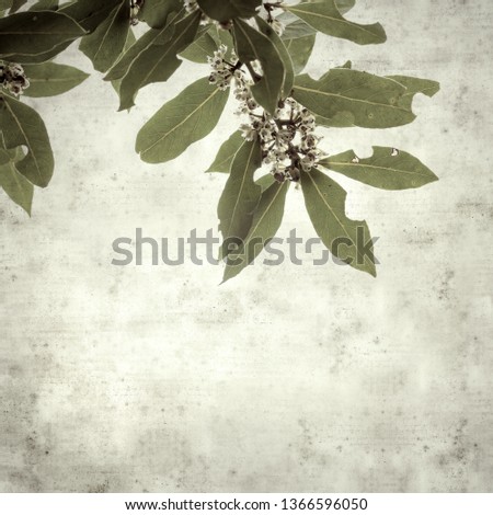 textured stylish old paper background, square, with canarian laurel tree branches 