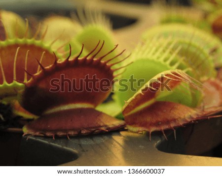 Venus flytrap, Dionaea muscipula, 