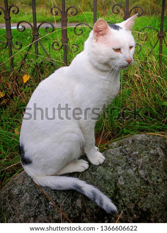 white cat with black spots on its back