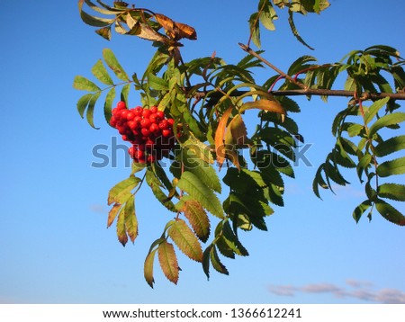 red mountain ash on a blue sky background