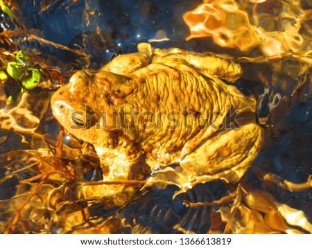 common toad, bufo bufo,