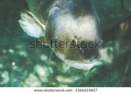 underwater fish image 