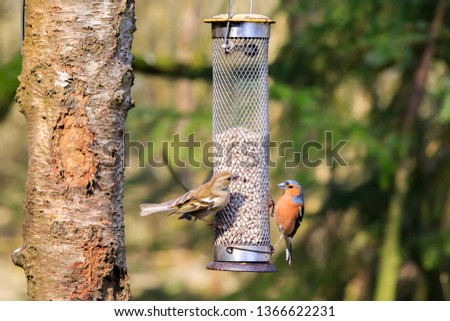 Female and male Chaffinch feeing from bird feeder filled with sunflower seeds