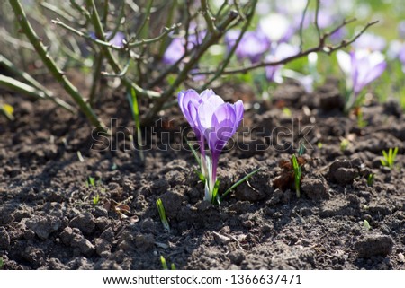 Crocus blossomed in the spring in the Park in the sun