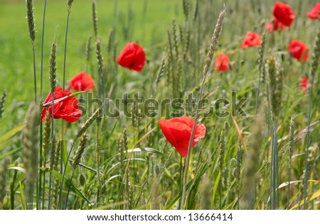 red poppies on a green wheat field