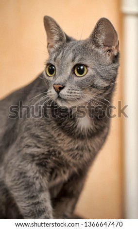 beautiful gray cat with big expressive eyes