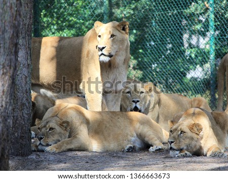 Family of African Lions looking very alert - Image