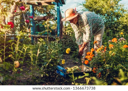 Senior woman gathering flowers in garden. Middle-aged woman cutting flowers off using pruner. Gardening concept