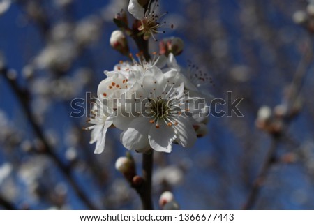 white cherry blossom in shade