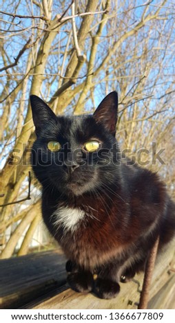 black cat with white napkin