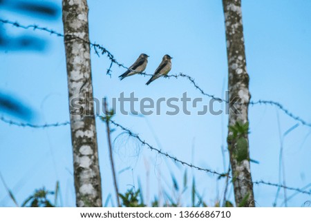  Southern Rough-winged Swallow photographed in Burarama, a district of the Cachoeiro de Itapemirim County, in Espirito Santo. Atlantic Forest Biome. Picture made in 2018