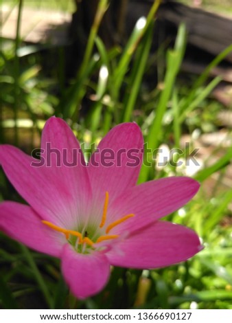 Zephyranthes is a species of onion plant. This plant is also known as fairy lilies, rain flowers, zephyr flowers or rain lilies.
Zephyranthes bunny for the background.