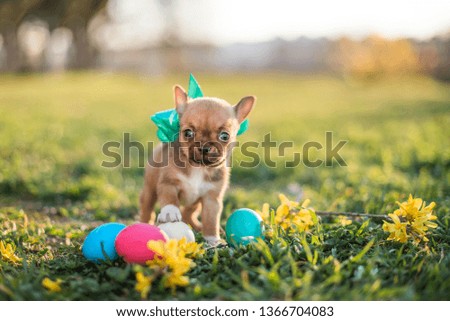 easter puppy sitting on the grass