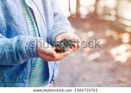 Closeup of kid child baby hands holding small green brown forest frog outside on sunny summer day. Baby interacting with little wild reptile animal. Care of environment concept. 