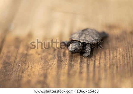 a small newborn turtle crawling on a wooden board.