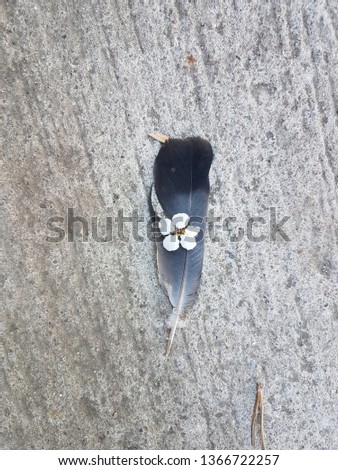 A flower on a feather on concrete