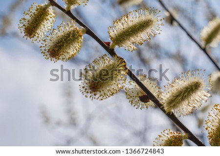 willow buds in spring