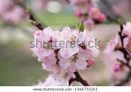Mysterious spring floral background with blooming pink sakura cherry flowers blossom
