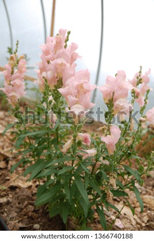 Snapdragons in a Greenhouse