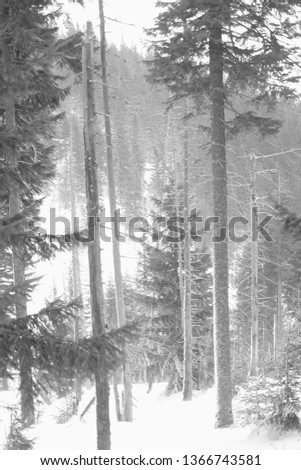 Winter forest in mountains