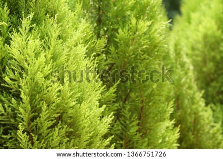 Cupressus macrocarpa or Hesperocyparis macrocarpa, Monterey cypress Royalty-Free Stock Photo #1366751726