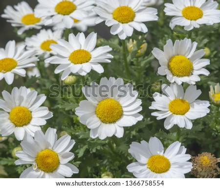 White daisy flowers closeup. Spring garden series, Mallorca, Spain.