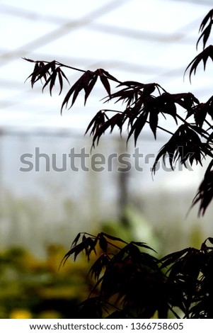 Elegant Japanese zen style bamboo tree background