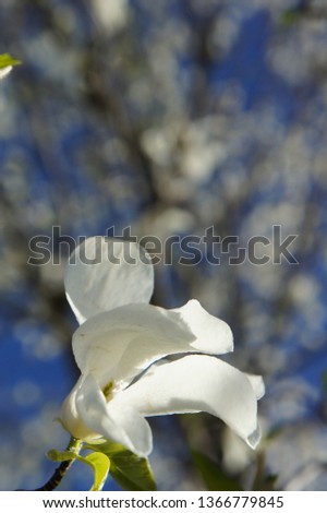 Kobushi magnolia in japan