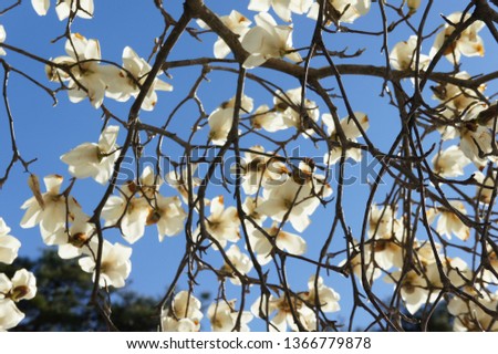 Kobushi magnolia in japan