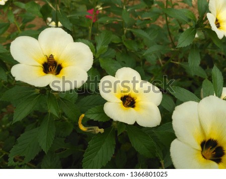 Eight o'clock flower (Turnera ulmifolia L.) which is also known as cat tongue (Javanese)