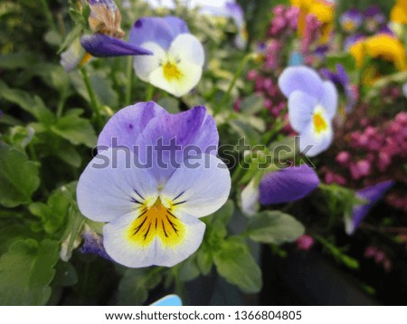 Colorful Pansy Flowers, Spring 2019