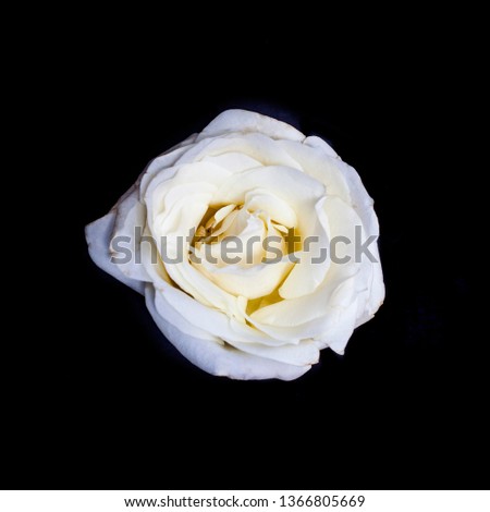 White rose flower on dark black background