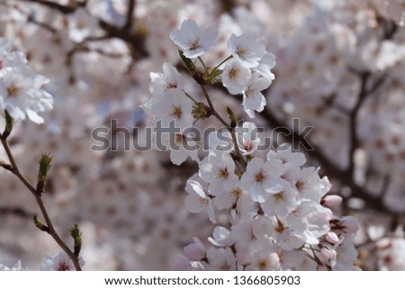 Pictures of the Cherry blossoms