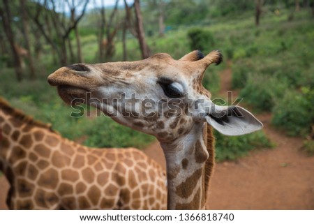 Close up of giraffe's head. 