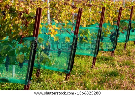 Rows of grapes in early fall in Vineland, Ontario are covered by turquoise bird netting, which helps protect the crop until harvest time.