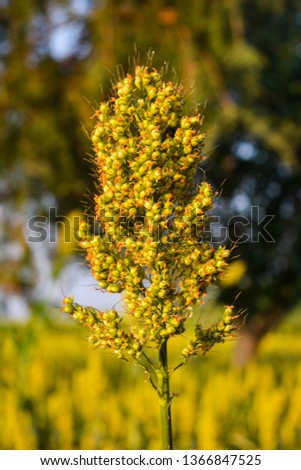 Millet in the agriculture field