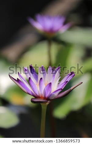 Beautiful lotus pictures, morning sun light