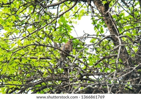 
brown bird on a tree branch