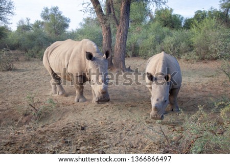 white rhino national parks of namibia between desert and savannah africa