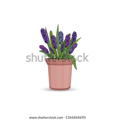 Spring hyacinth flowers with leaves and grass in a flower pot on a white background. Vector