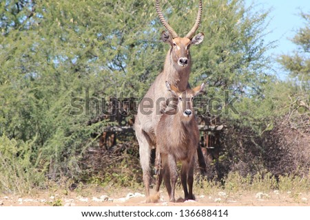 Waterbuck - Wildlife from Africa - A bull mounts a cow during the rut season.  As natural as breathing, this process happens all the time and ensures the continuation of life as we know it.