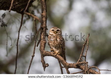 Spotted Owlet and his dome : Gurgaon, Haryana/India - April 2019